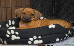 Mixed Breed dogs for sale: areerwwrerwe - Image 2