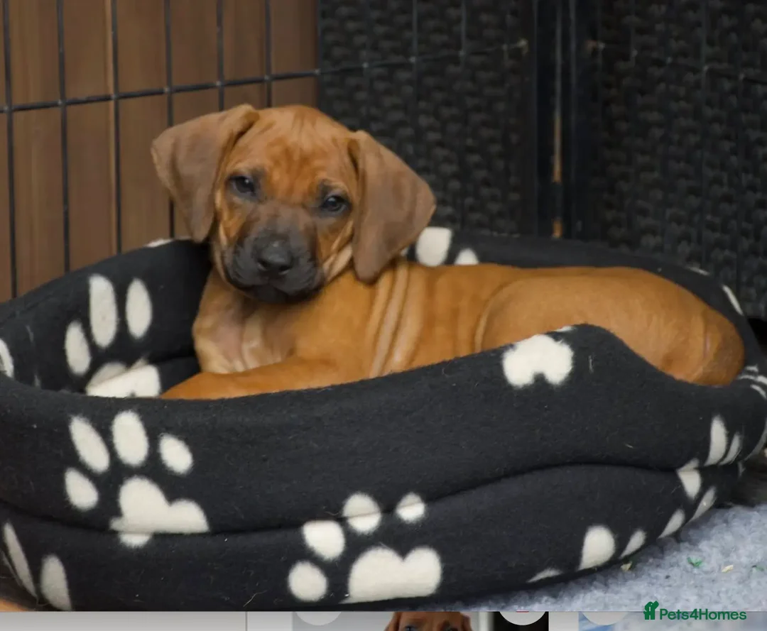 Mixed Breed dogs for sale: areerwwrerwe - Image 2