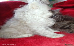 Persian cats for sale: Amazing Persian kittens  - Image 18