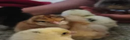 Chickens poultry for sale: Beautiful Home-Hatched Hybrid Chicks–Mixed Colours - Advert 9