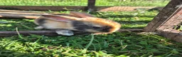 Mini Lop rabbits for sale: mini lop babies for sale - Advert 14