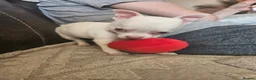 Chihuahua dogs for sale: 5 beautiful chihuahuas in Maidstone - Advert 13