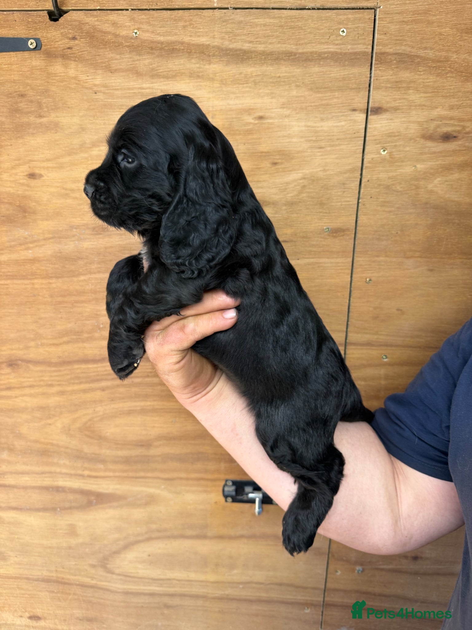 Cocker Spaniel dogs for sale: 5 Gorgeous Chunky Show Type Cocker Spaniels  - Advert 15