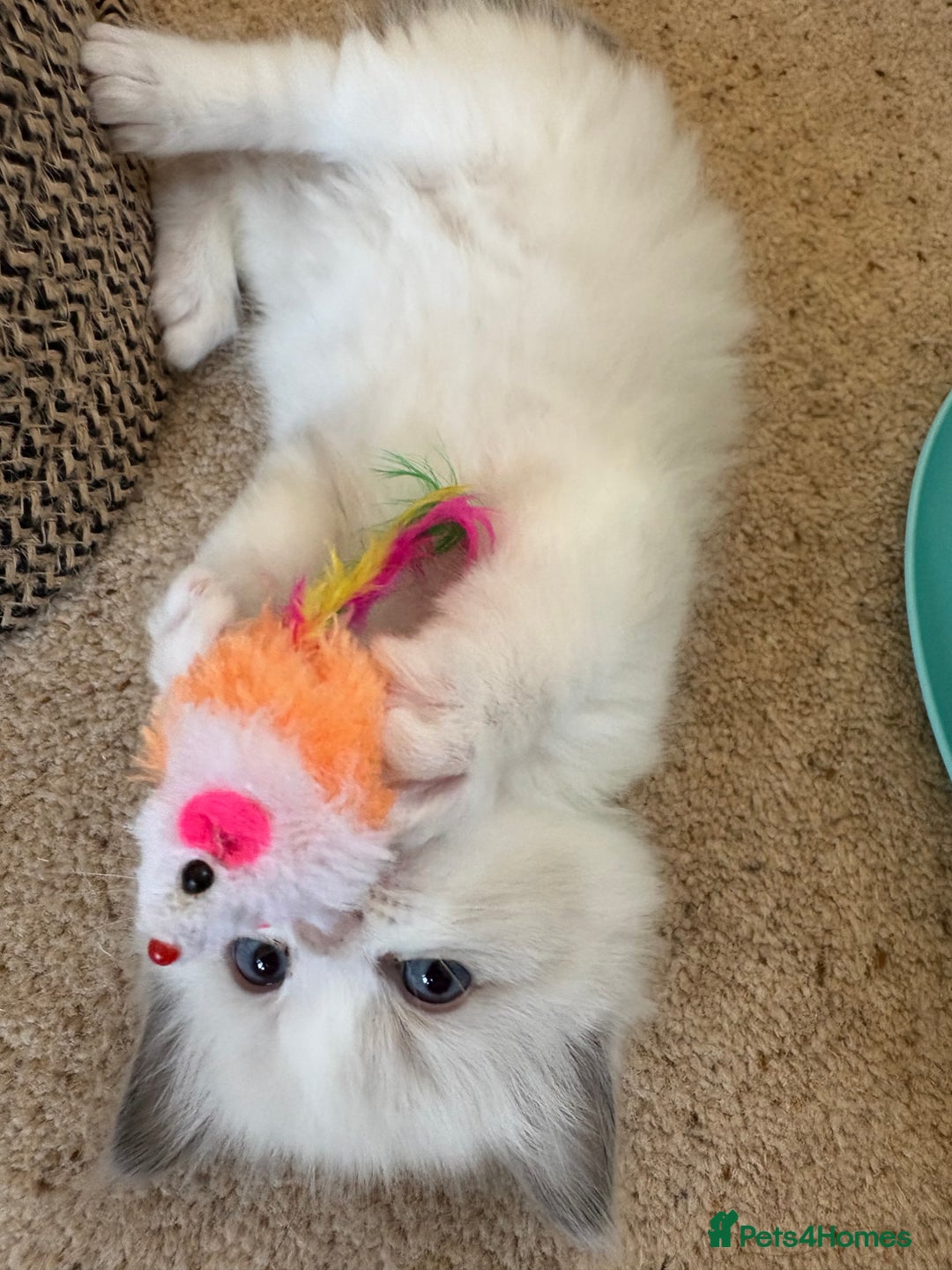 Ragdoll cats for sale: Purebred Blue Mitted Ragdoll Kittens - Image 13