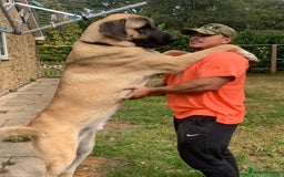 Turkish Kangal dogs for stud: Bruno 'The Kangal King' - Image 10