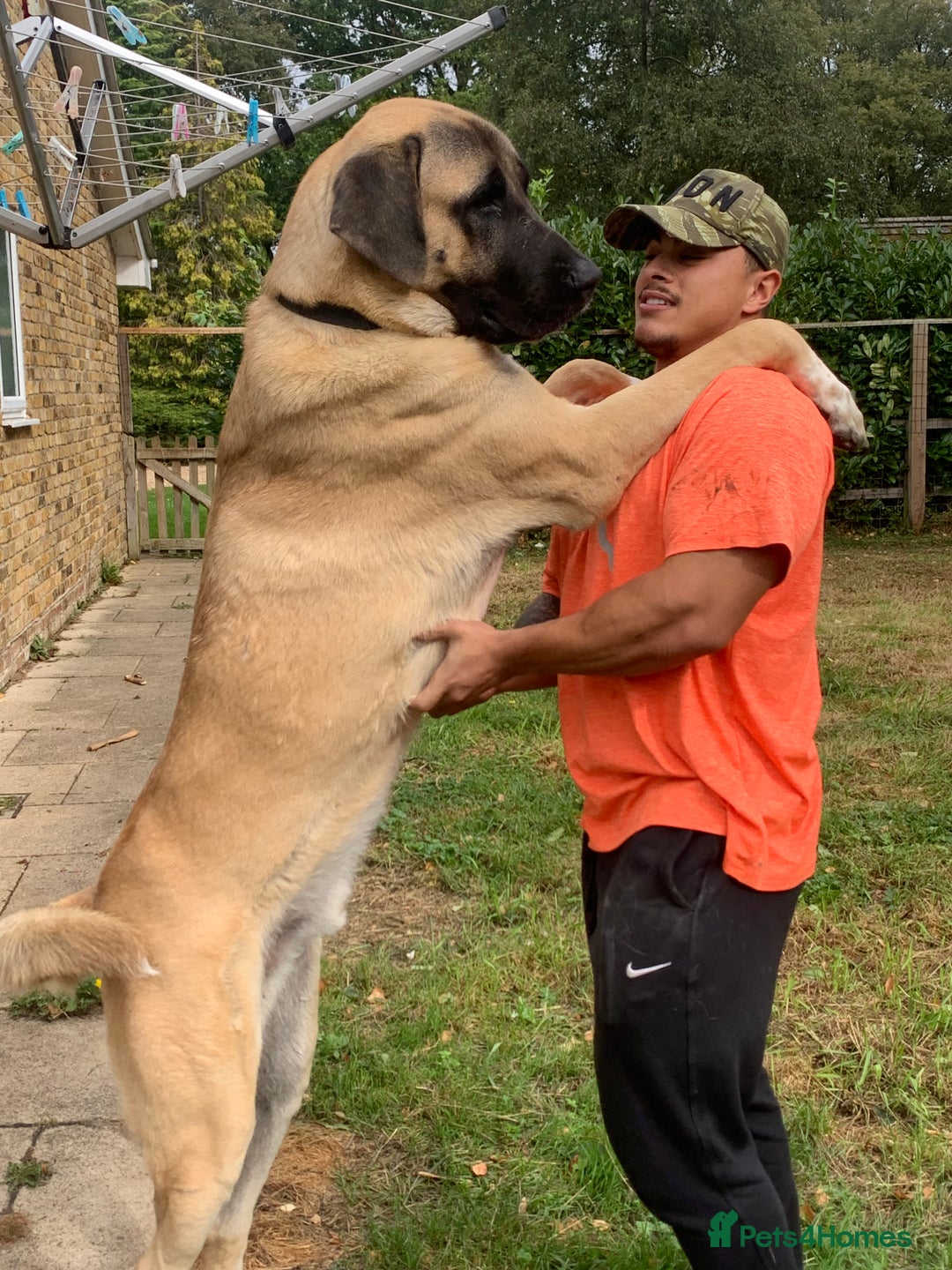 Turkish Kangal dogs for stud: Bruno 'The Kangal King' - Image 10