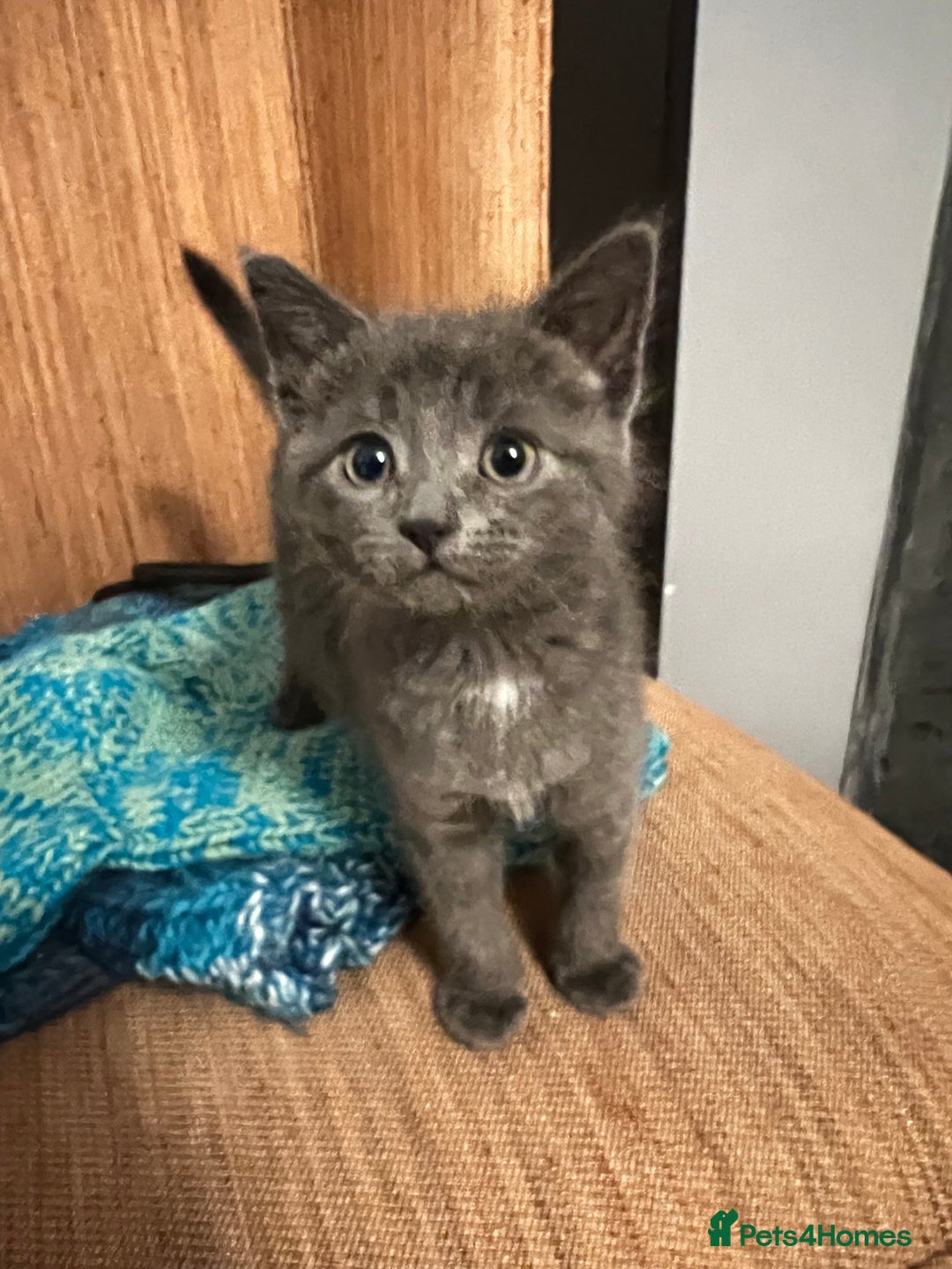 Russian Blue cats for sale: Girl Russian blue kitten 9 weeks  - Advert 2