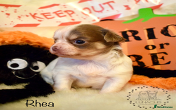 Chihuahua dogs for sale: Stunning chihuahua puppies - Image 7