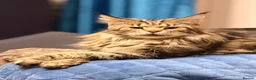 Maine Coon cats for sale: Pure breed Maine coon kittens for sale - Advert 24