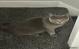 British Shorthair cats for sale: British short hair  - Image 13