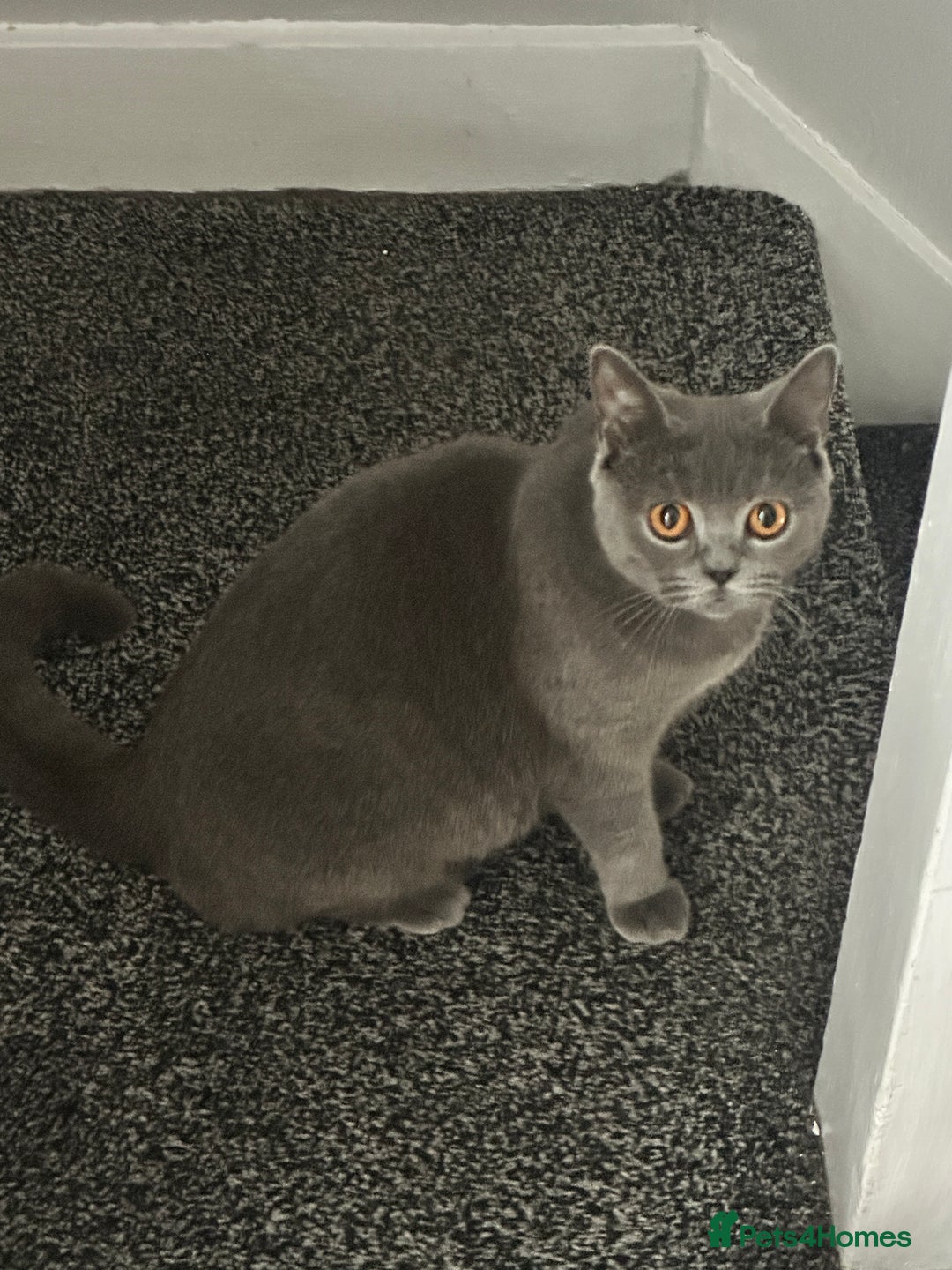 British Shorthair cats for sale: British short hair  - Image 13