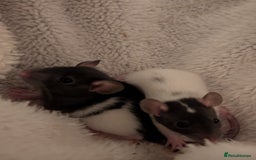 Rat rodents for sale: Adorable Dumbo and Fancy Rats - Image 6