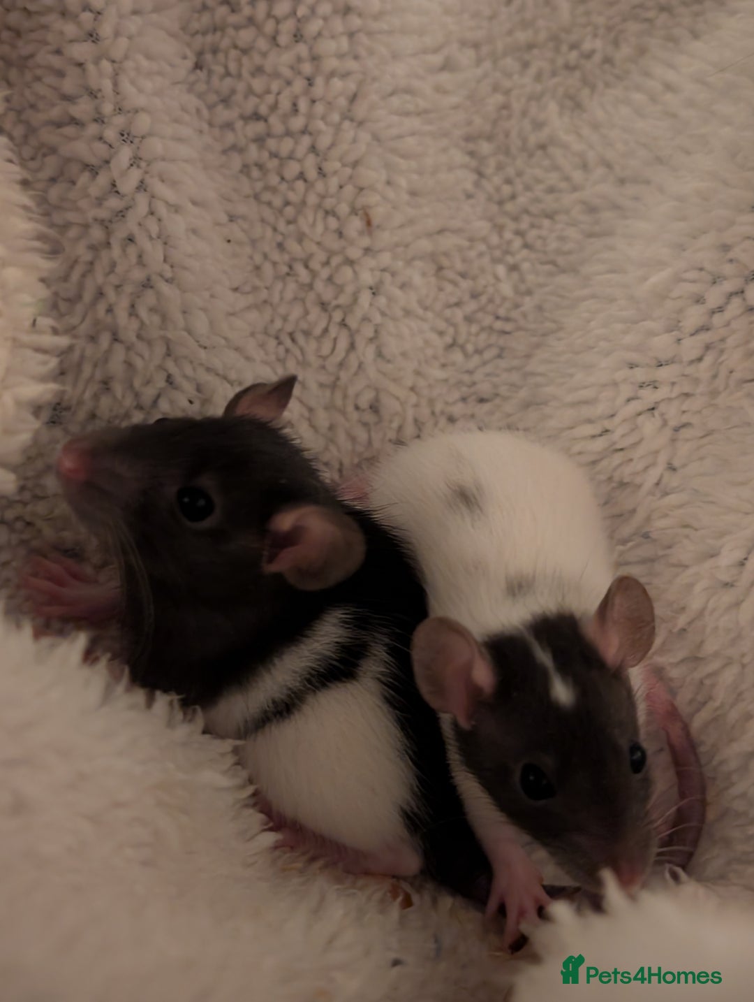 Rat rodents for sale: Adorable Dumbo and Fancy Rats - Image 6
