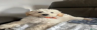 Poochon 1
