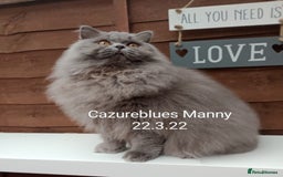 British Shorthair cats for sale: Gccf STUD, Blue Spotted,Blue, Lilac, Bi - Image 29