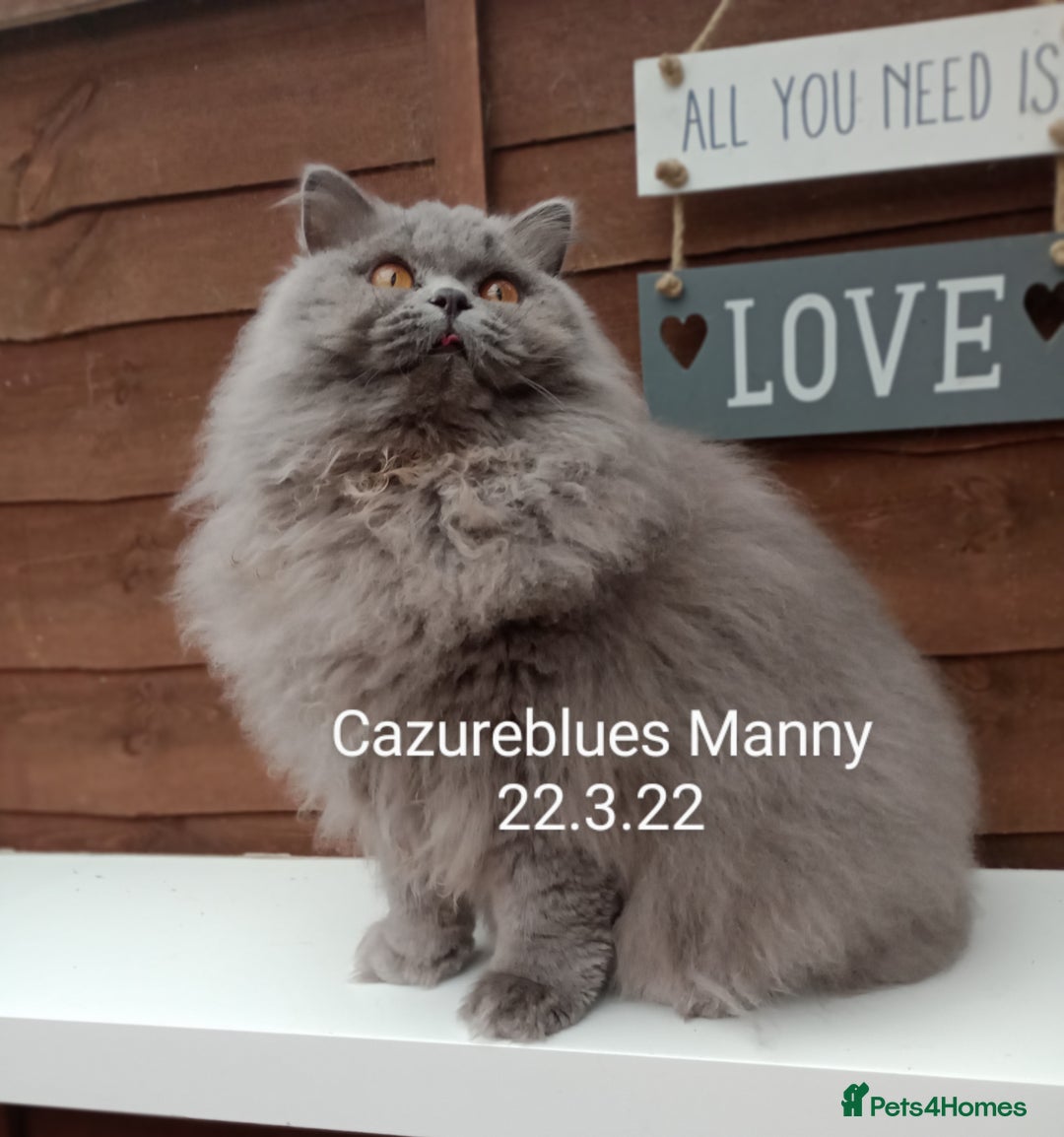 British Shorthair cats for sale: Gccf STUD, Blue Spotted,Blue, Lilac, Bi - Image 29