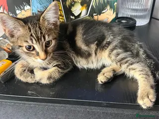Aegean cats 4 male greek aegan kittens & 1 girl - Advert 11