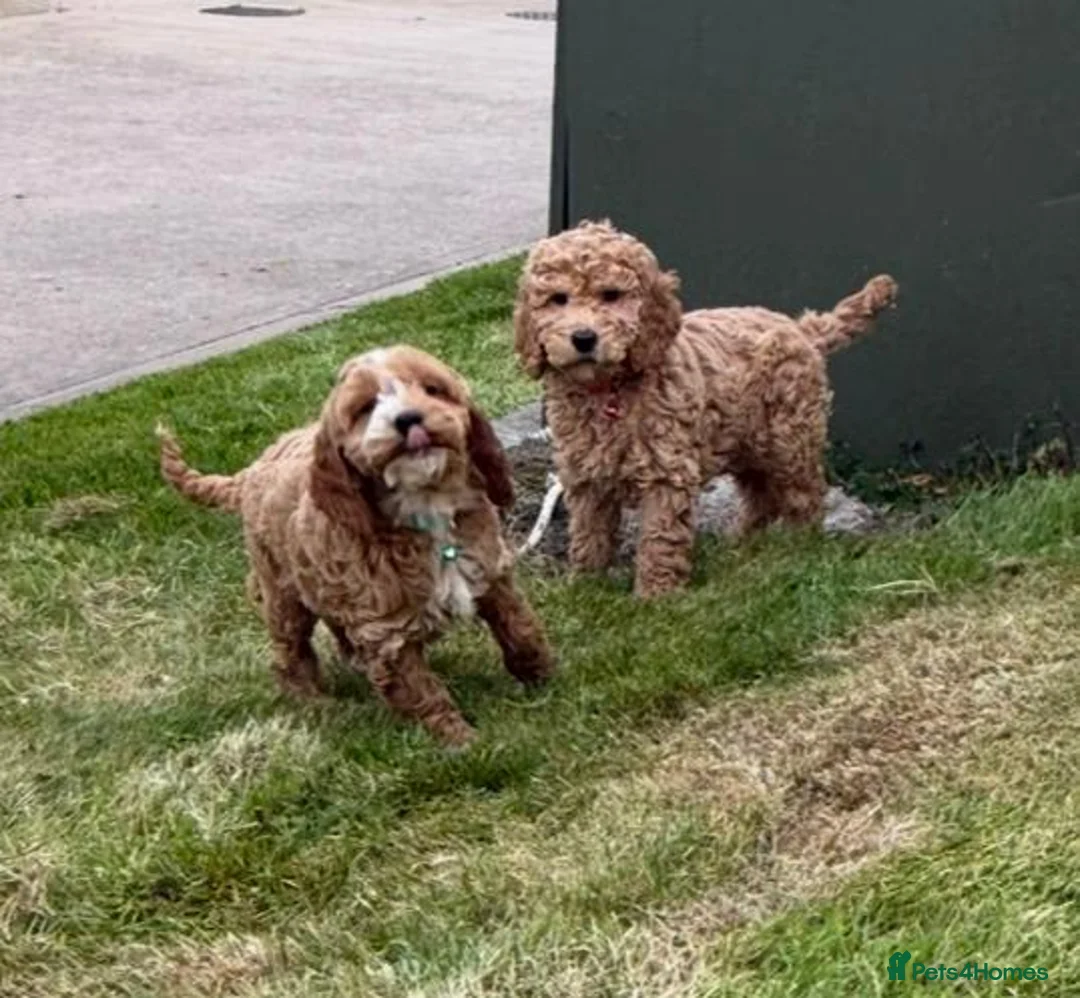 Cockapoo dogs for sale: Cockapoo Puppies F1b - Advert 30