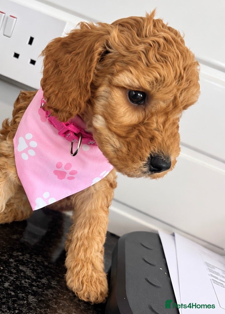 Cockapoo dogs Beautiful gitl very curly F1b  cockapoo  - Advert 12