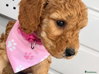 Cockapoo dogs Beautiful gitl very curly F1b cockapoo - Advert 12
