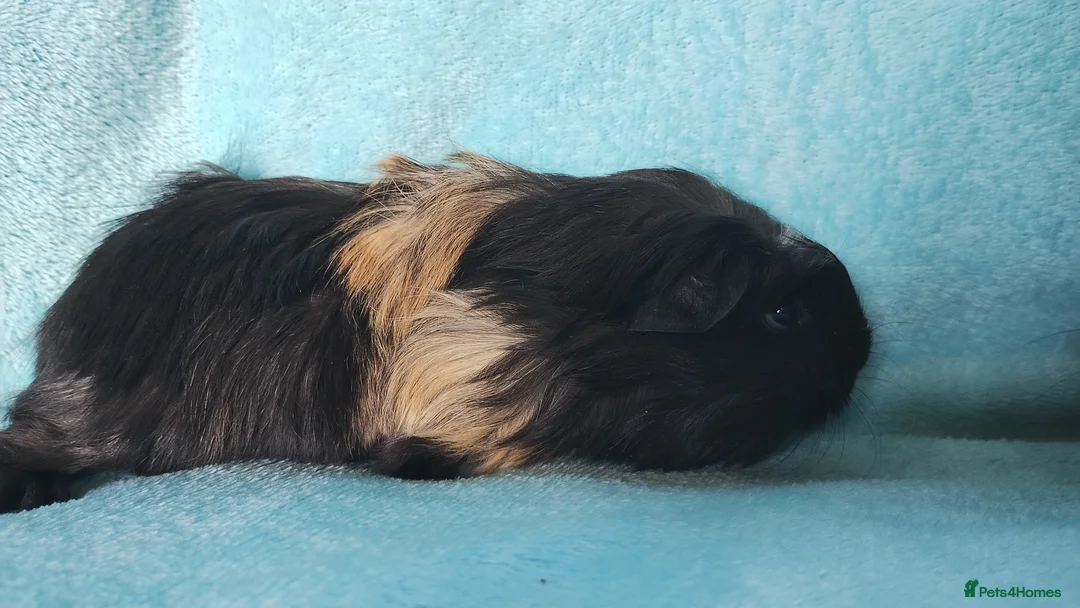 Guinea Pig rodents for sale: Delivery available funky guinea pigs ready  - Advert 2