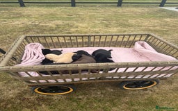 Labrador Retriever dogs for sale: Beautiful KC Registered Labrador Puppies - Image 1