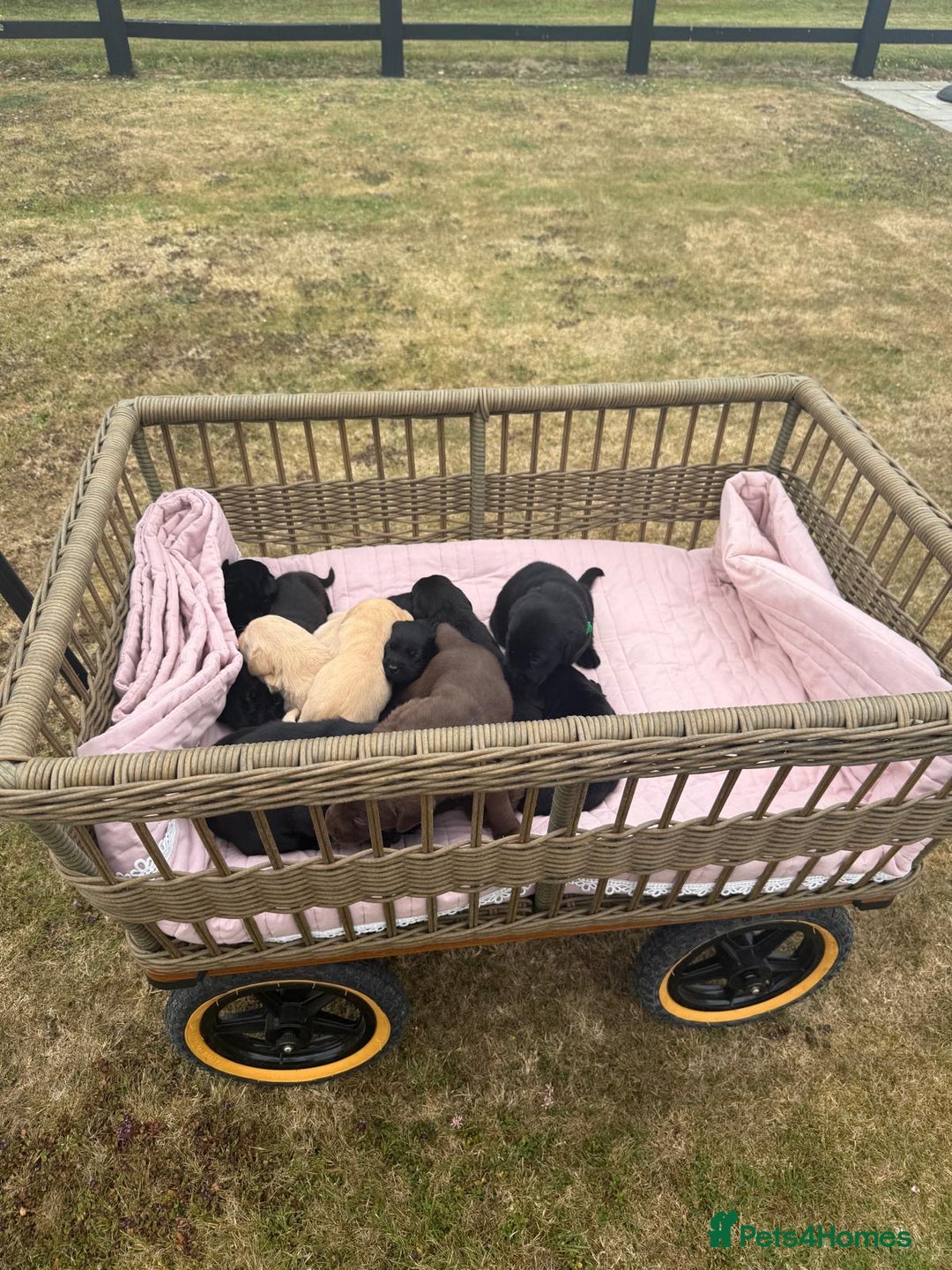 Labrador Retriever dogs for sale: Beautiful KC Registered Labrador Puppies - Image 1