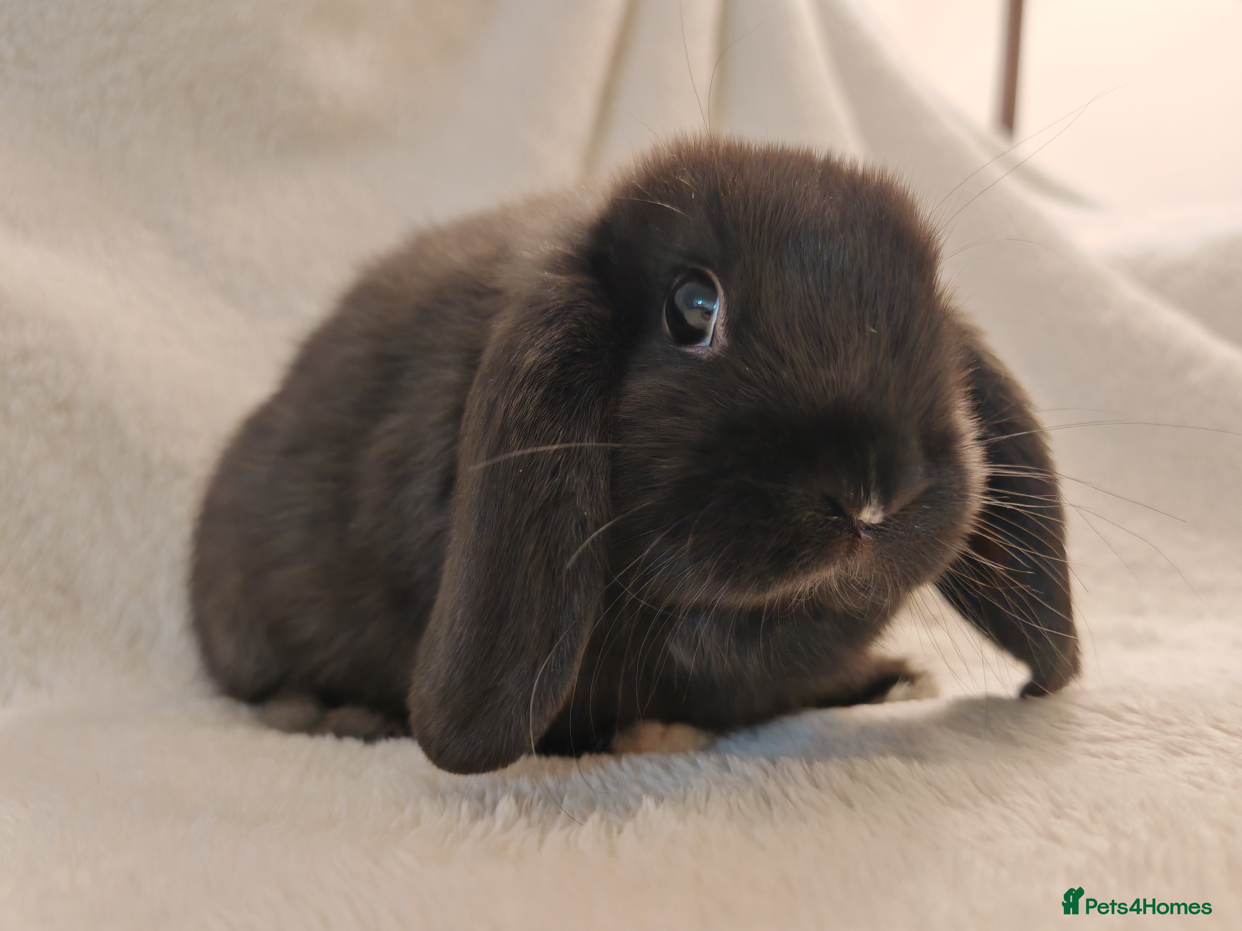 Mini Lop rabbits Beautiful Baby Mini Lop Bunny - Advert 17