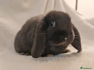 Mini Lop rabbits Beautiful Baby Mini Lop Bunny - Advert 17