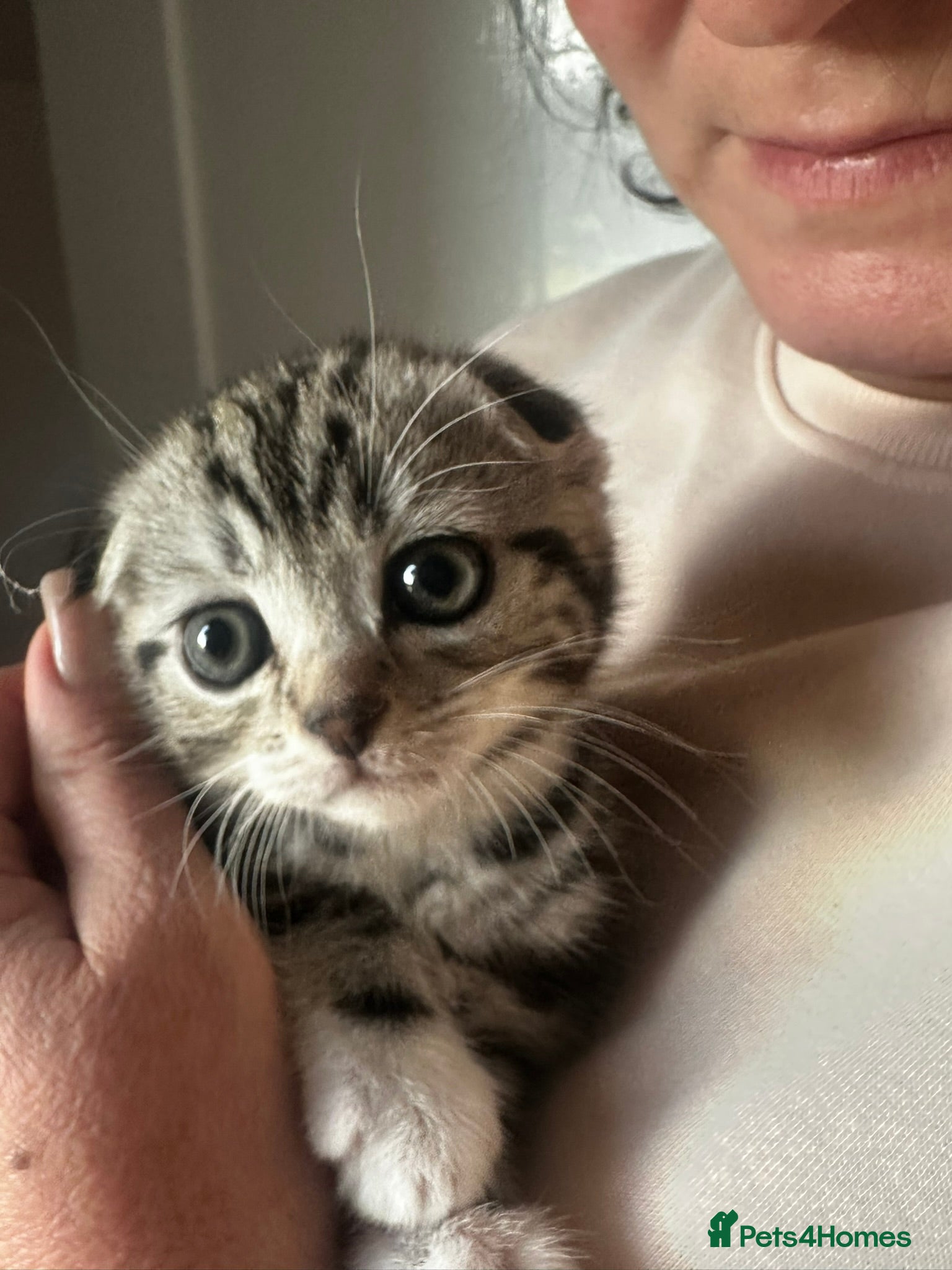 Mixed Breed cats 8 weeks kittens - Advert 3