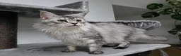 Maine Coon cats for sale: Pedigree Maine Coon Girls–Ready for Forever Homes - Advert 3