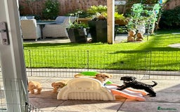 Cavapoo dogs for sale: Real Life Teddy Bears, Cavapoo babies  - Image 7