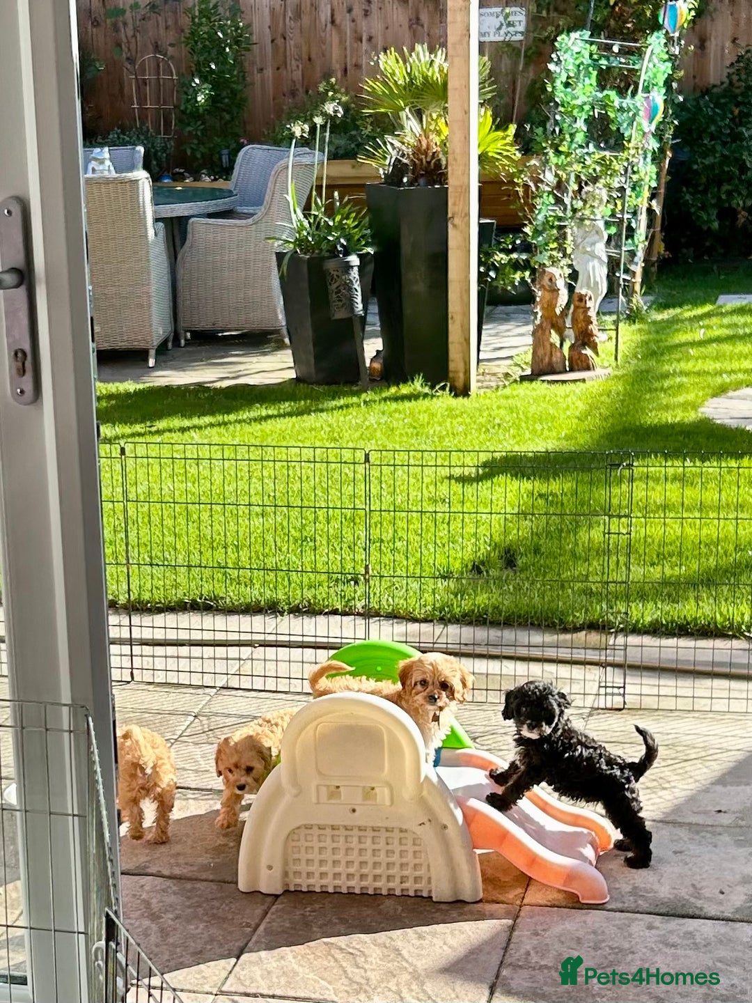 Cavapoo dogs for sale: Real Life Teddy Bears, Cavapoo babies  - Image 7