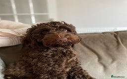 Cockapoo dogs for sale: 🌟 Stunning Cockapoo puppies 🌟  - Image 2