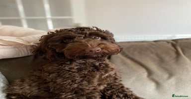 Cockapoo dogs - Advert 8