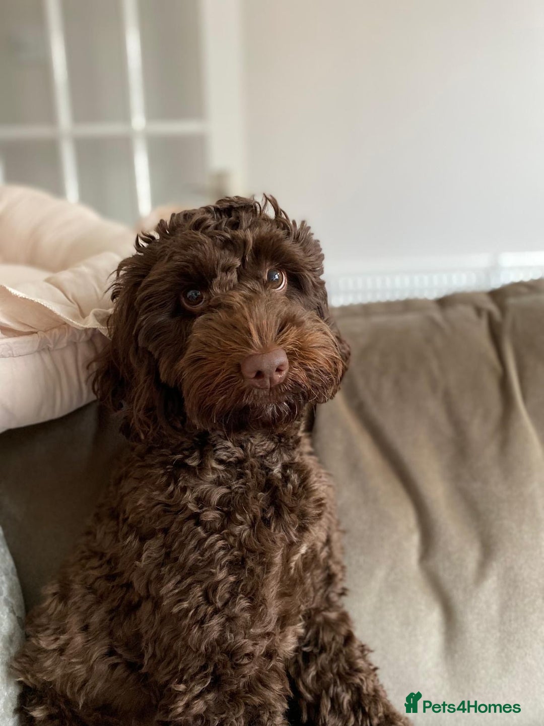 Cockapoo dogs for sale: 🌟 Stunning Cockapoo puppies 🌟  - Image 2