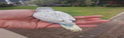 Budgerigars birds for sale: Hand reared super tame  budgie  - Advert 5