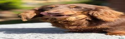 Miniature Dachshund dogs for stud: Mini long haired stud  - Advert 7