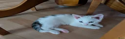 Mixed Breed cats for sale: Kittens  - Advert 19