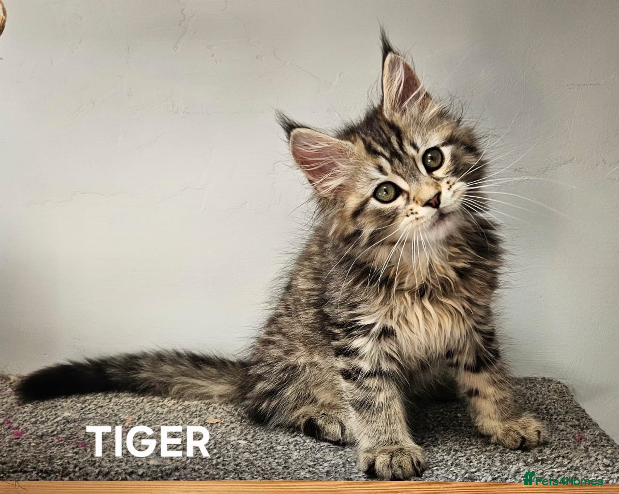 Maine Coon cats Large Maine Coon kittens regd European bloodline  - Advert 1