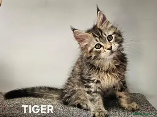 Maine Coon cats Large Maine Coon kittens regd European bloodline - Advert 4