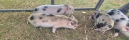 Pig livestock for sale: Hand reared piglets  in Canterbury - Advert 6
