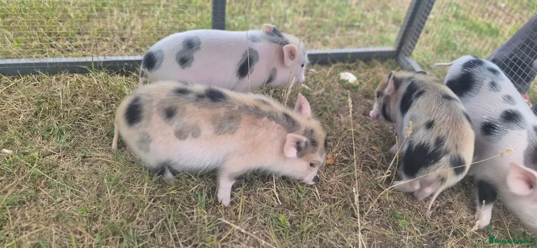 Pig livestock for sale: Hand reared piglets  in Canterbury - Advert 6