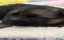 German Shepherd dogs for sale: German shepherd puppies  - Advert 7