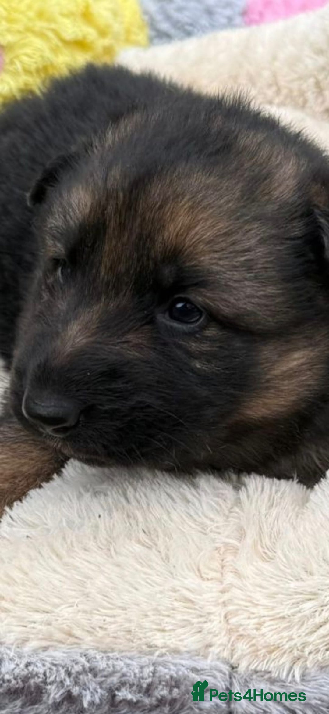 German Shepherd dogs for sale: German shepherd puppies  - Advert 7