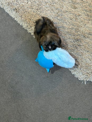 Havanese dogs Three beautiful Havanese - Advert 3