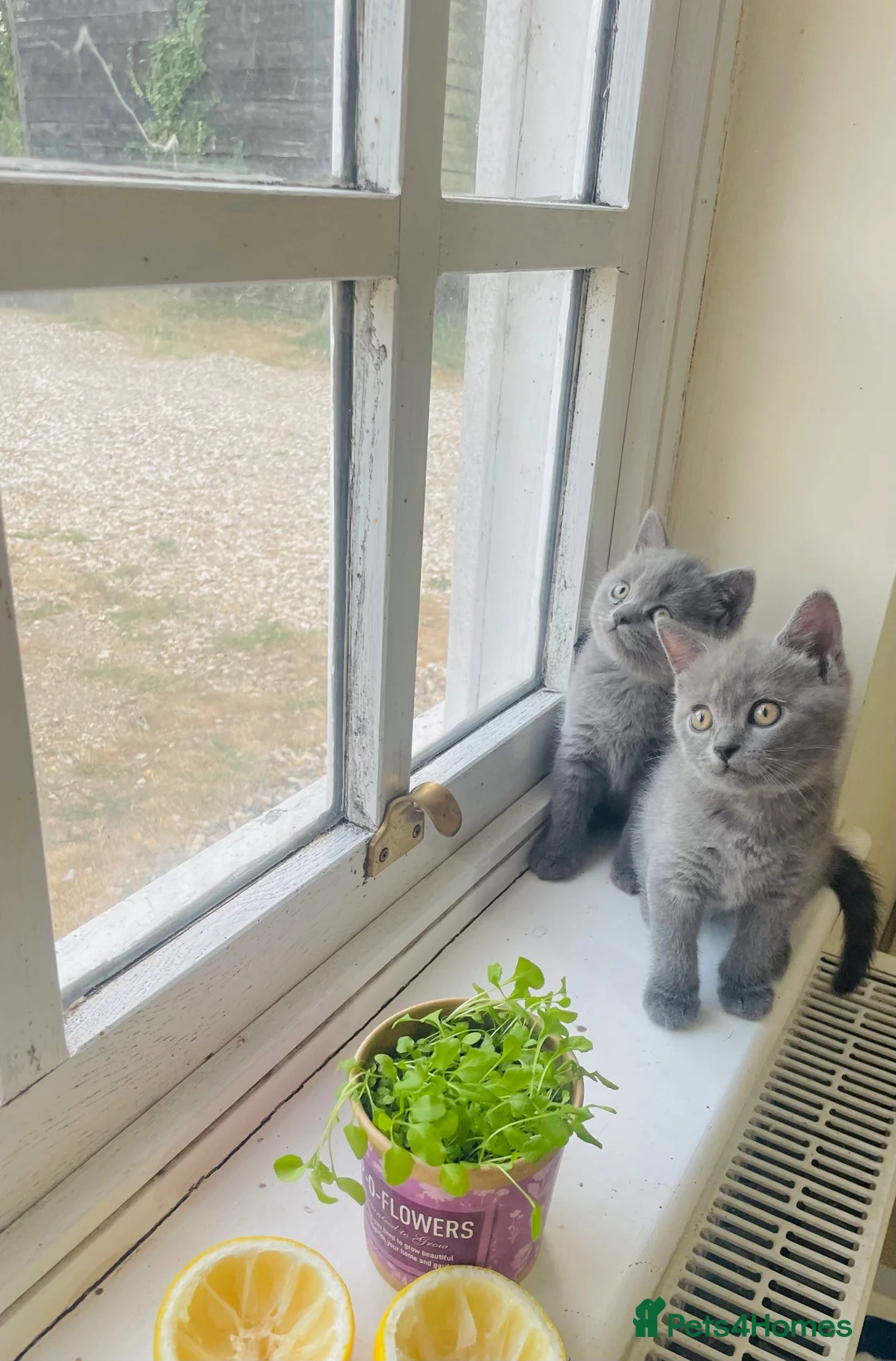 Russian Blue cats for sale: New litter 8wk Russian Blue British Shorthair boys - Advert 2