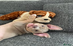 American Bully dogs for stud: Bolic The Bully/Pocket TTPG - Image 2