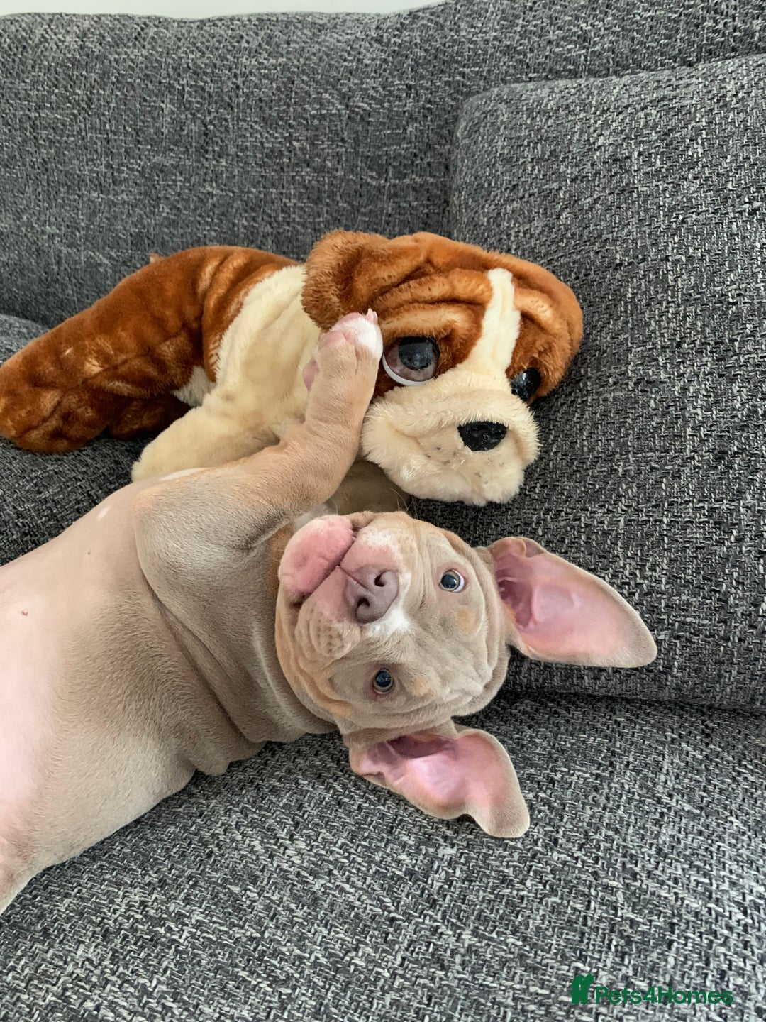 American Bully dogs for stud: Bolic The Bully/Pocket TTPG - Image 2