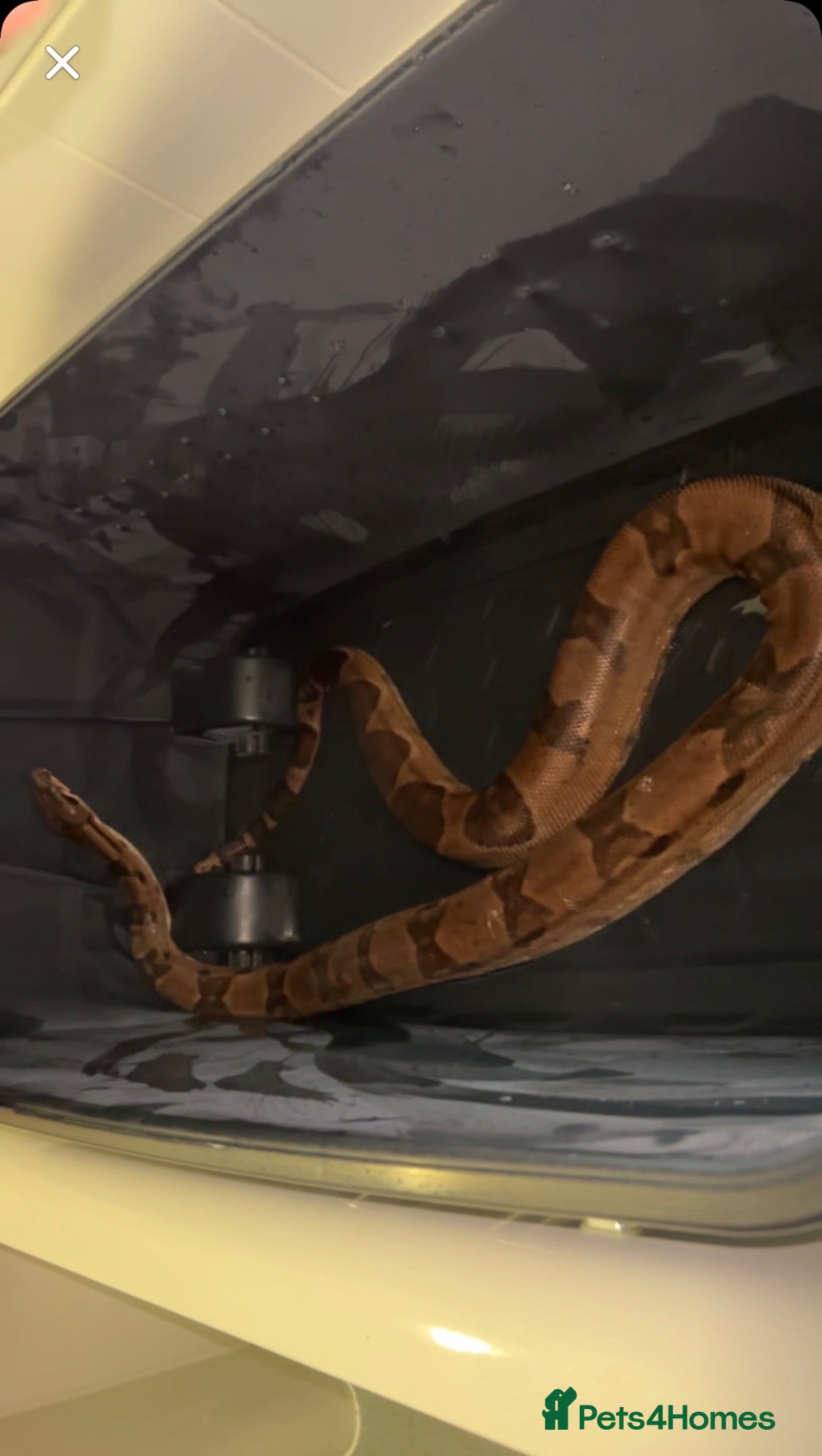 Boa Snake reptiles Hypo boa constrictor with tank - Advert 2
